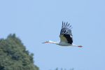 2 maja - Dzie Polonii i Polakw za Granic [© Mastrofoto - Fotolia.com]