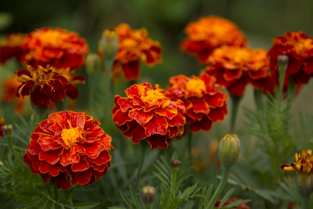 Aksamitki - kwiaty do wielu zadań. Co warto wiedzieć o uprawie aksamitek w ogrodzie i pojemnikach?