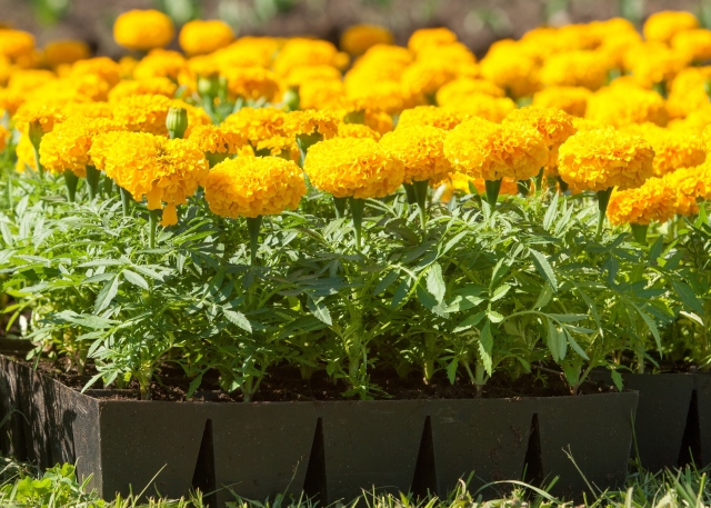 Aksamitki - kwiaty do wielu zadań. Co warto wiedzieć o uprawie aksamitek w ogrodzie i pojemnikach?