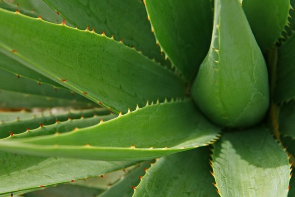 Aloes - jakie ma zastosowania dla zdrowia i urody [fot. Al Sampang z Pixabay]