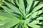 Aloes dla zdrowia i urody [© Unclesam - Fotolia.com]