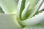 Aloesowa terapia w trakcie snu [© Michael Kempf - Fotolia.com]