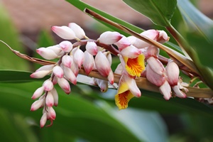 Alpinia zwyczajna - sekret dugowiecznoci mieszkacw Okinawy?  [© forevergreen - Fotolia.com]