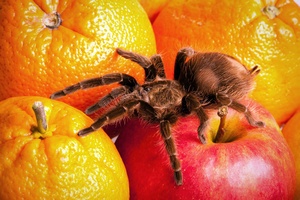 Arachnofobia wyleczona - pacjentowi wycito cz mzgu [© FikMik - Fotolia.com]