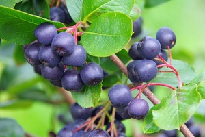 Aronia: bogactwo witamin [© LianeM - Fotolia.com]