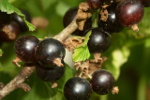 Aronia i czarna porzeczka: naturalne zdrowie [© MONIQUE POUZET - Fotolia.com]