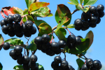 Aronia panaceum na choroby cywilizacyjne? [© teressa - Fotolia.com]