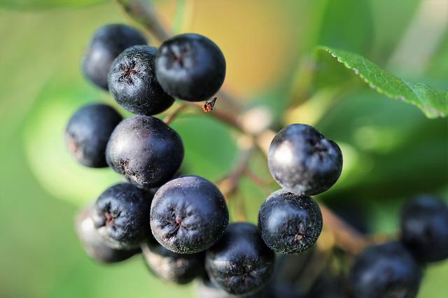 Aronia pomaga utrzyma odpowiedni poziom glukozy i osabi stany zapalne [fot. Goran Horvat from Pixabay]