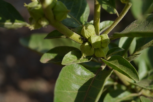 Ashwagandha - na problemy ze snem i stres [fot. Dinesh Valke from Thane, India, Wikimedia Commons]