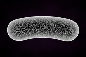 Bakterie jelitowe mog wpywa na skonno do otyoci [© Creative images - Fotolia.com]