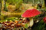 Bezpieczne grzybobranie - pamitaj o zasadach [© IKO - Fotolia.com]