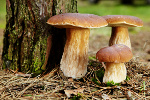 Bezpieczne grzybobranie [© T.Tulic - Fotolia.com]