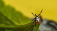 Borelioza sprzyja zaburzeniom psychicznym, także samobójstwom