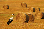 Coraz chtniej wybieramy tanie wakacje w Polsce [© fok_men - Fotolia.com]