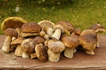 Czas grzybobrania - warto wzbogaci diet o grzyby w rnej postaci [© Tomasz Kubis - Fotolia.com]