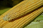 Czy ywno GMO szkodzi? [© geco - Fotolia.com]