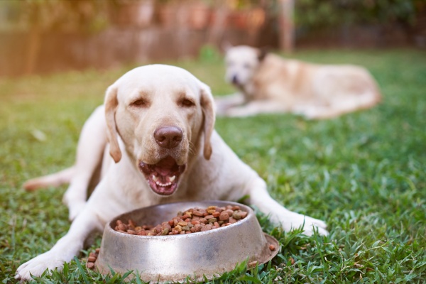 Czym karmić psa? Surowe mięso nie jest dobrym wyborem? [Fot. PixieMe - Fotolia.com]