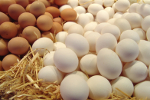 Dieta w skorupce, czyli kilka prawd o jajku wielkanocnym [© Uschi Hering - Fotolia.com]