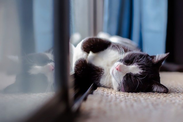Dlaczego upał sprawia, że jesteśmy śpiący [fot. David Mark from Pixabay]