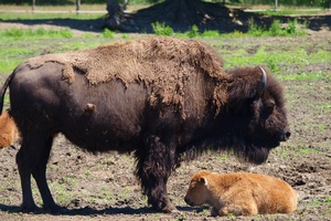 Do biaoruskiej czci Puszczy Biaowieskiej bez wizy [© Pfredi - Fotolia.com]