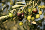 Dobra oliwa w dobrej kuchni [© jokerpro - Fotolia.com]