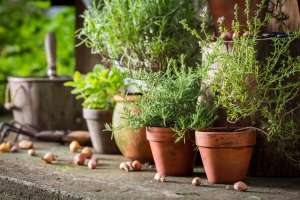 Domowy zielnik: wiee i aromatyczne przyprawy poza sezonem [Fot. shaiith - Fotolia.com]