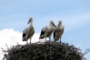 fot. Grupa Energa