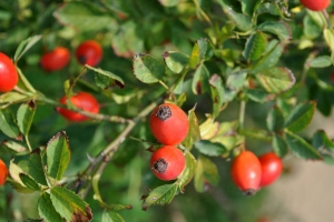 Dzika ra pomocna na zapalenie staww [Fot. bnorbert3 - Fotolia.com]