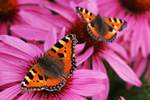 Echinacea pomaga zapobiec przezibieniu [© Ichbins11 - Fotolia.com]