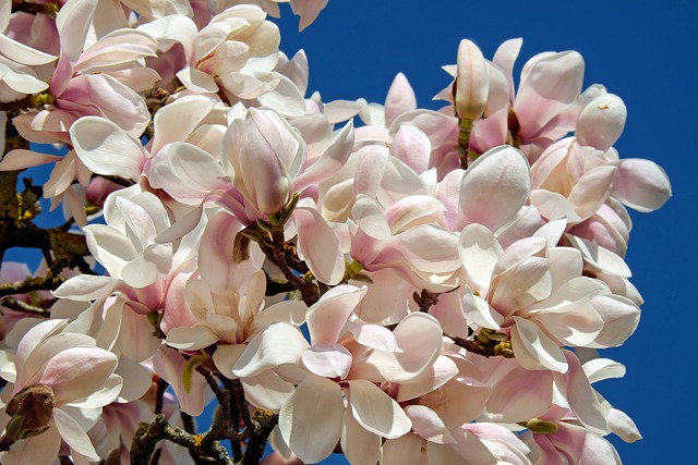 Ekstrakt z magnolii skutecznie odświeża oddech na długo [fot. Couleur from Pixabay]