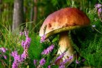 Grzyby su zdrowiu [© Marek Mierzejewski - Fotolia.com]