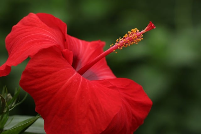 Hibiskus osabia objawy Alzheimera [fot. Marjon Besteman from Pixabay]