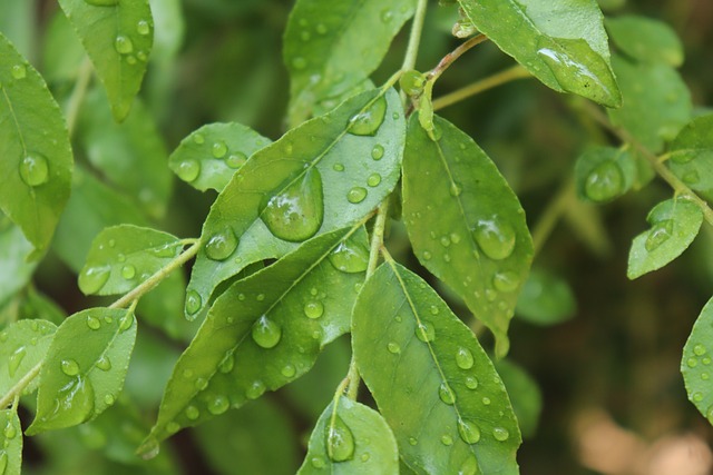 Indyjskie zioła zwalczają bakterie i grzyby jak antybiotyki [fot. Siva prasad from Pixabay]