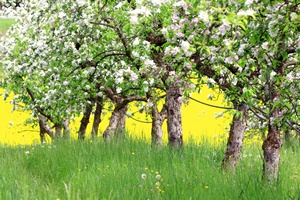 Jabo zawiera lek na cukrzyc [© matteo scarano - Fotolia.com]