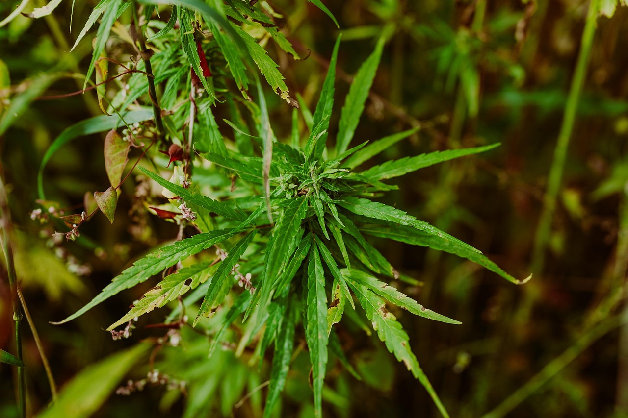Jak marihuana niszczy serce [fot. Studio 32 from Pixabay]