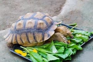 Jak schudn? Trzeba wolniej je [Fot. panofoto9 - Fotolia.com]