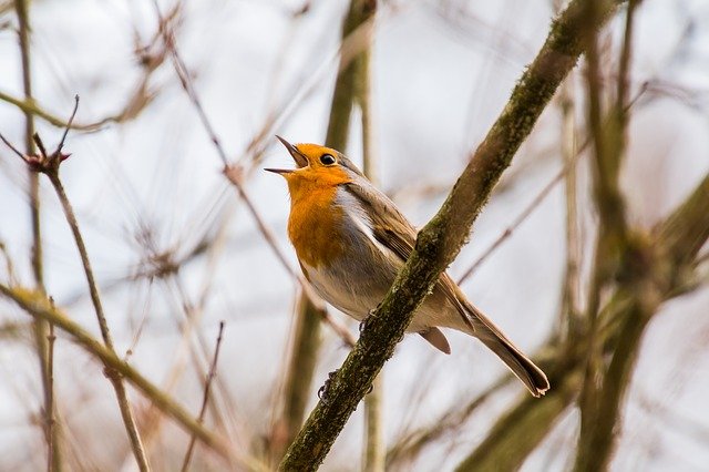 Jak si zrelaksowa? Potrzebne s dwiki natury  [fot. TeeFarm from Pixabay]