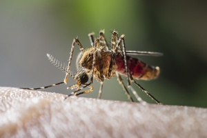 Jak uchroni si przed komarami? [© PeterO - Fotolia.com]