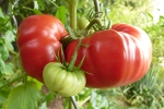 Jedz pomidory - ich wpyw na zdrowie i urod trudno przeceni [© FHSBI - Fotolia.com]