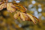 Jesie i zima - ciki okres dla chorych psychicznie [© Mladenov - Fotolia.com]