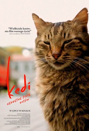 fot. Kedi fot. Kedi