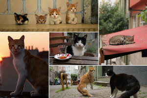 "Kedi - sekretne ycie kotw" - film, ktry podbi wiat. Zobaczcie zwiastun [fot. Kedi]