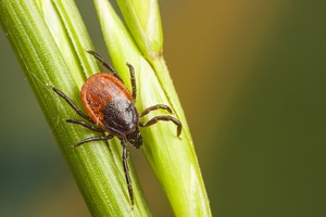 Kleszcz: may, niebezpieczny. Borelioza i nie tylko [© risto0 - Fotolia.com]