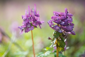 Kokorycz - chiski kwiat skutecznie agodzi bl [© ksena32 - Fotolia.com]