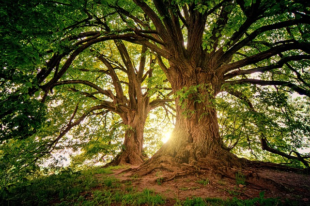 Kontakt z natur moe zmniejszy nawet silny bl  [fot. Joe from Pixabay]