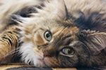 Kot ocali ycie kobiety chorej na cukrzyc [© debster - Fotolia.com]