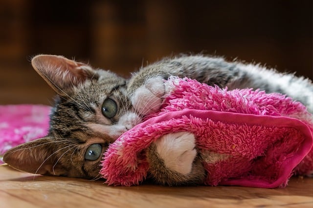 Koty w służbie terapii - korzyści dla osób wysoko emocjonalnych [fot. Gundula Vogel from Pixabay]
