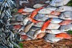 Kwasy omega-3 chroni przed nieprawidowym rytmem serca [© Rechitan Sorin - Fotolia.com]