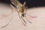 Lato z komarami psuje urlop Polakom [© Henrik Larsson - Fotolia.com]