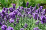 Lawenda nowym lekiem na grzybic [© Horticulture - Fotolia.com]